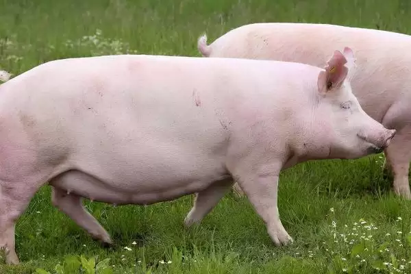 母猪为什么会出现空怀的情况呢,母猪营养失衡、体内有寄生虫等致空怀插图2