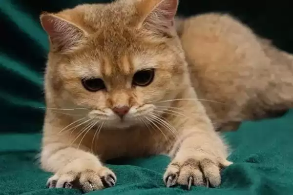 图片[2]-猫视网膜萎缩有哪些症状表现 ,猫视网膜萎缩最终会导致失明-会东网