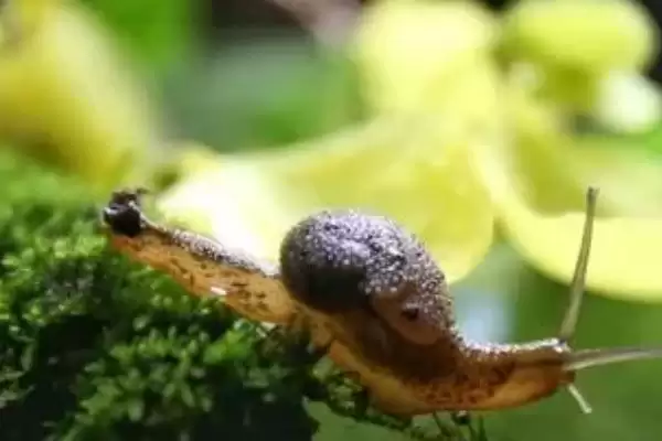 了解蜗牛天敌的方法和重点?探寻蜗牛天敌要做好哪些细节?插图3 了解蜗牛天敌的方法和重点?探寻蜗牛天敌要做好哪些细节?插图3