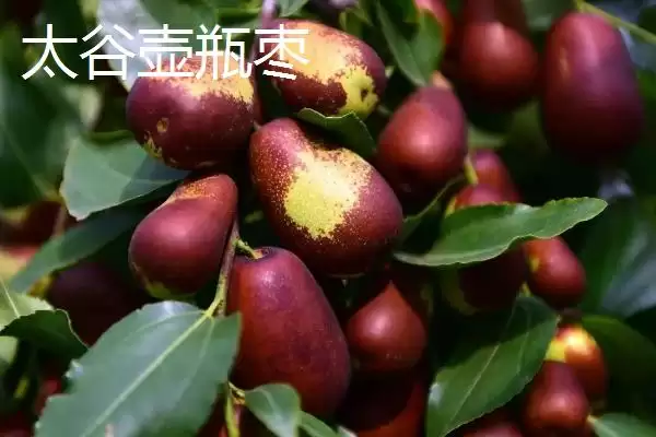 图片[7]-山西晋中市的特产，是国家级文化生态保护实验区-会东网