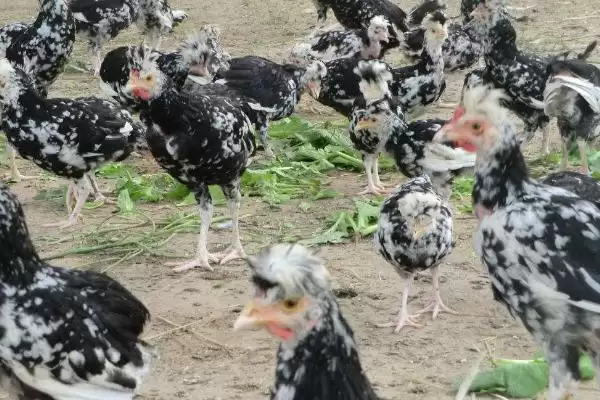 打造贵妃鸡养殖环境的方法和重点?养鸡要做好哪些特色养殖条件营造?插图1 打造贵妃鸡养殖环境的方法和重点?养鸡要做好哪些特色养殖条件营造?插图1