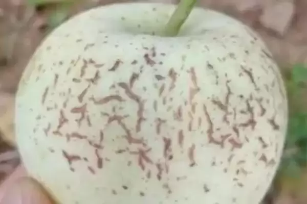 苹果为什么会出现裂纹,通常是因为患有苹果裂纹病插图2 苹果为什么会出现裂纹,通常是因为患有苹果裂纹病插图2