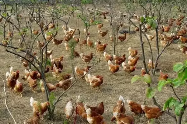 治疗鸡传染性鼻炎的方法和重点?养鸡要做好哪些疫病治疗?插图3 治疗鸡传染性鼻炎的方法和重点?养鸡要做好哪些疫病治疗?插图3