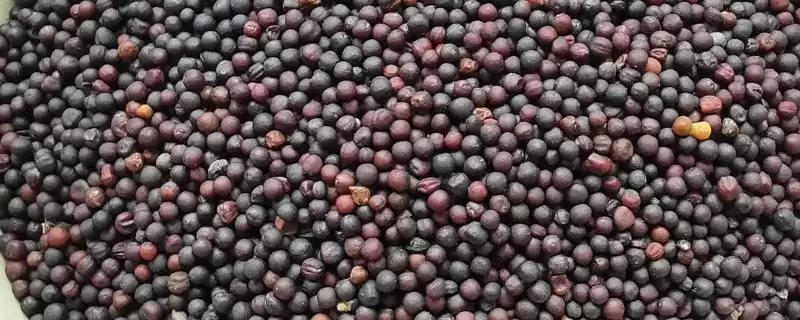 油菜籽高产品种有哪些，徽豪油26、华油杂50、陕油1209等品种的产量较高-会东网