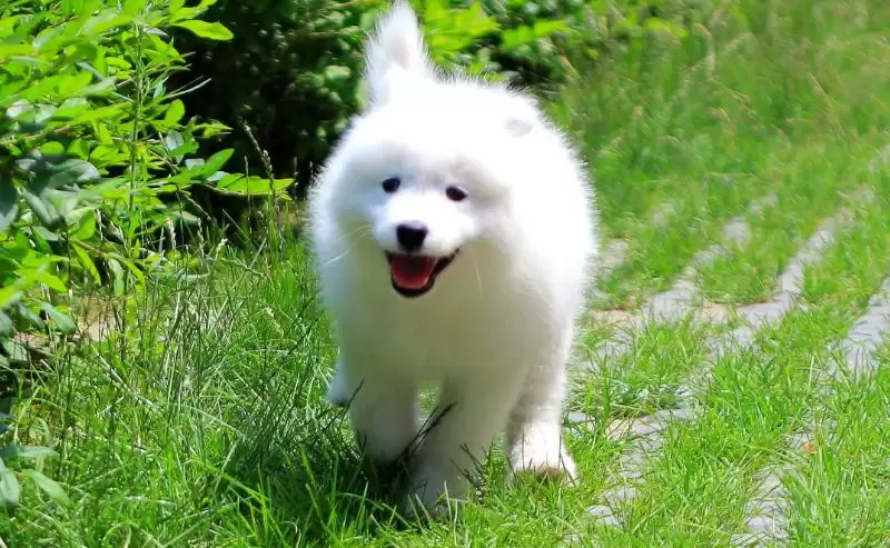 萨摩耶犬和爱斯基摩犬的区别？区分萨摩耶犬和爱斯基摩犬要关注什么？-会东网