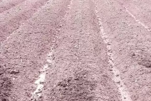 西葫芦种植技术的方法和重点?种西葫芦要做好哪些细节?插图2 西葫芦种植技术的方法和重点?种西葫芦要做好哪些细节?插图2