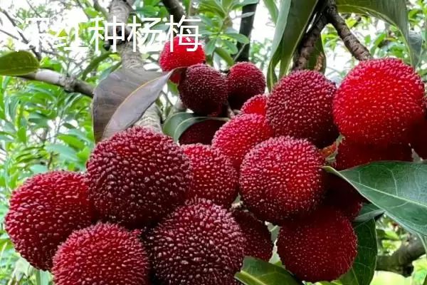 图片[4]-了解杨梅苗价格的方法和重点？了解杨梅苗价格要做好哪些细节？-会东网