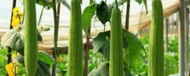 防治丝瓜褐斑病的方法和重点?种丝瓜防褐斑病要做好哪些细节?-会东网