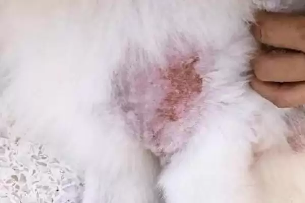 猫癣有哪些具体的症状表现 ,猫癣一般皮肤干燥、起环形皮屑插图2 猫癣有哪些具体的症状表现 ,猫癣一般皮肤干燥、起环形皮屑插图2