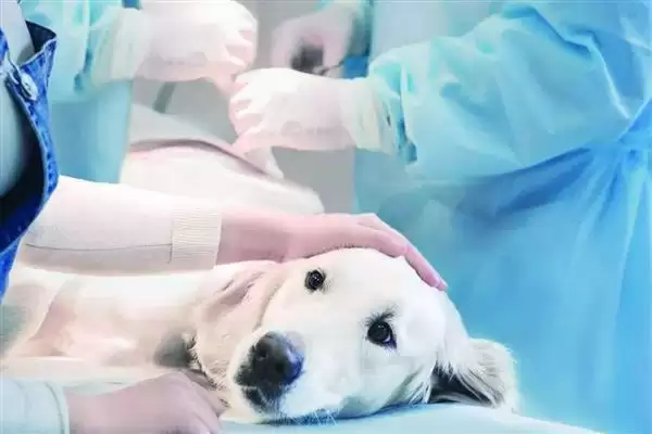 图片[4]-犬肺动脉瓣狭窄症状解析：运动呼吸困难、肝脏肿大等表现-会东网