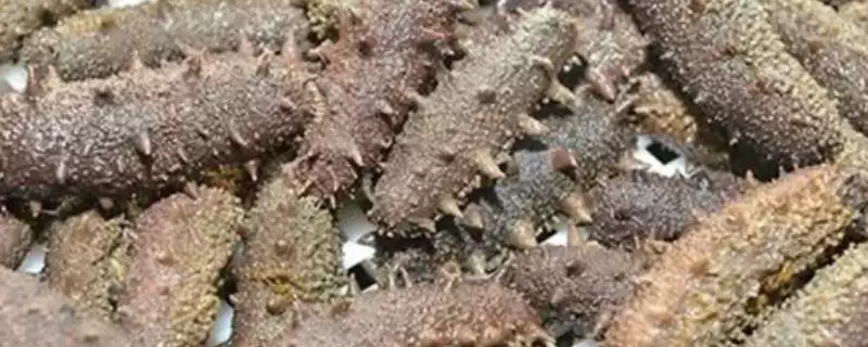 了解野生海参价格的方法和重点？了解野生海参价格要做好哪些细节？-会东网