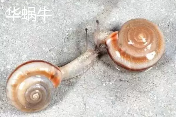 蜗牛的种类?认识蜗牛种类要了解哪些关键的品种分类和生物特性要点?插图2 蜗牛的种类?认识蜗牛种类要了解哪些关键的品种分类和生物特性要点?插图2