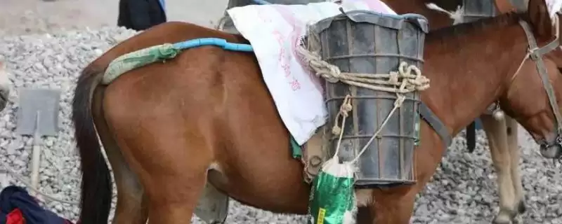 骡有哪些常见品种 ,骡的品种主要有什么-会东网