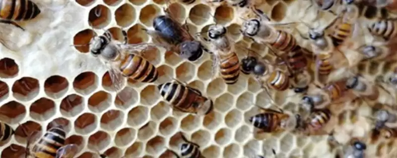 蜜蜂常见病虫害和防治方法,常见的病虫害有囊状幼虫病、爬蜂病、白垩病-会东网