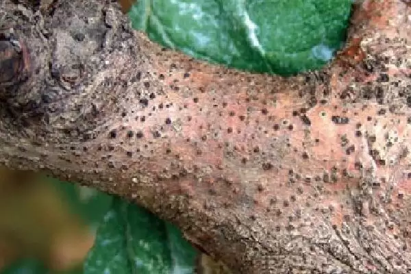 苹果腐烂病,栽培管理粗放和冻害是腐烂病流行的主要诱因插图1 苹果腐烂病,栽培管理粗放和冻害是腐烂病流行的主要诱因插图1