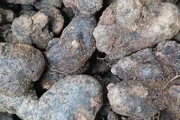 了解猪苓价格的方法和重点？养猪与中药材产业有哪些关联细节？插图2