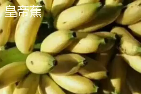 图片[4]-香蕉产地的分布和要点？了解香蕉产地需关注哪些关键信息？-会东网
