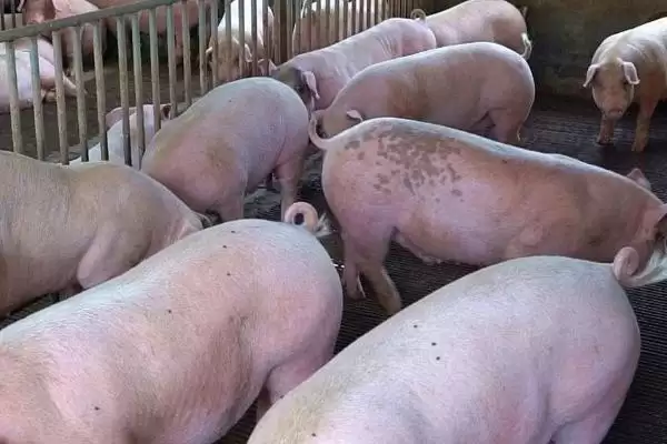 处理猪拉稀不吃食问题的方法和重点?养猪要做好哪些疾病应对细节?插图3 处理猪拉稀不吃食问题的方法和重点?养猪要做好哪些疾病应对细节?插图3