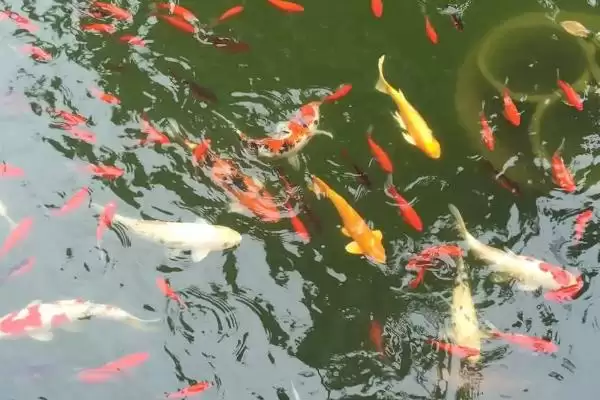 图片[4]-锦鲤的睡眠情况 ,锦鲤这种鱼会不会睡觉呢-会东网