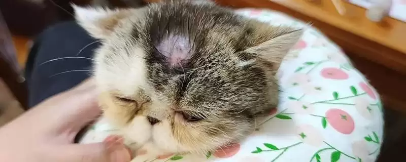 猫癣需完全痊愈才能打疫苗吗 ,猫癣不严重可直接接种疫苗-会东网