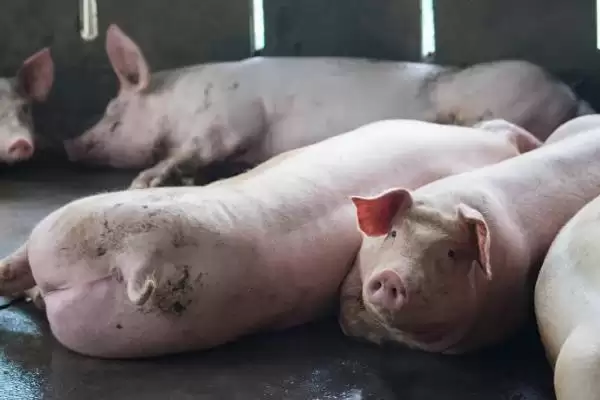 确定猪养殖宰杀时长的方法和重点？养猪要做好哪些养殖效益规划细节？插图1