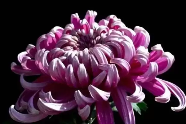 图片[2]-菊花夏天的放置问题 ,夏天菊花放外面要做哪些防护呢？-会东网