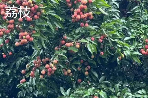 图片[4]-荔枝对阳光的需求 ,荔枝树生长期为何需长时间光照？-会东网