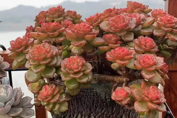 图片[6]-夏季养蜡牡丹的方法和要点？夏季养殖蜡牡丹要掌握哪些关键步骤？-会东网