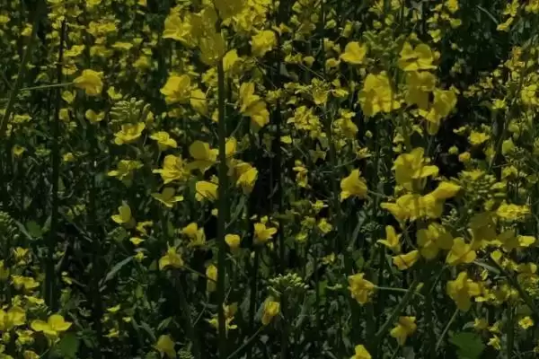 图片[2]-中国十大蜜源植物，花期持续时间长短不一-会东网