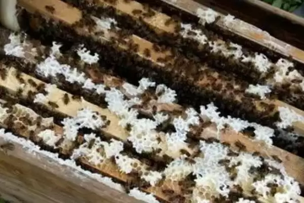 图片[4]-养蜂如何避免蜂王外逃，可安装防逃片或使用囚王笼-会东网