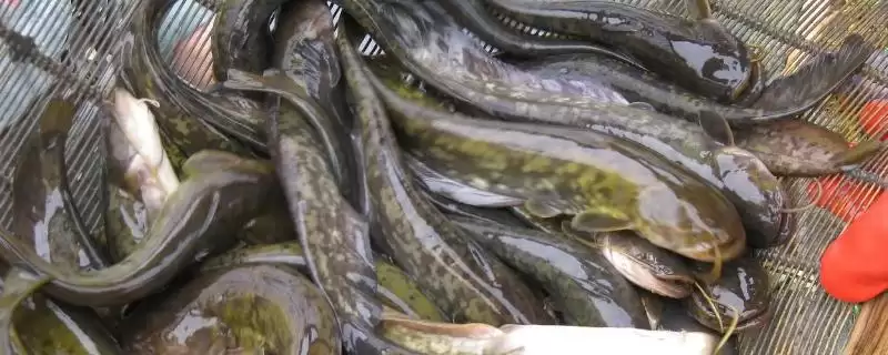 鲶鱼的美食清单:小型鱼类、虾类等食物的诱惑-会东网
