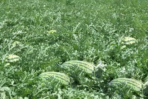 西瓜后期管理方法的方法和重点?西瓜后期管理要做好哪些细节?插图3 西瓜后期管理方法的方法和重点?西瓜后期管理要做好哪些细节?插图3