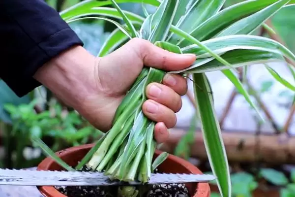 图片[7]-卫生间适合放什么小盆植物？选择卫生间摆放小盆植物要考虑哪些环境和养护要点？-会东网