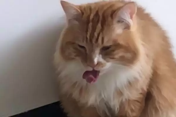 猫打喷嚏的原因是什么 ,哪些因素会导致猫打喷嚏插图1