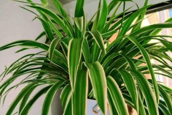 甲醛克星花卉:吊兰、菊花、白掌让你室内空气更清新插图1 甲醛克星花卉:吊兰、菊花、白掌让你室内空气更清新插图1