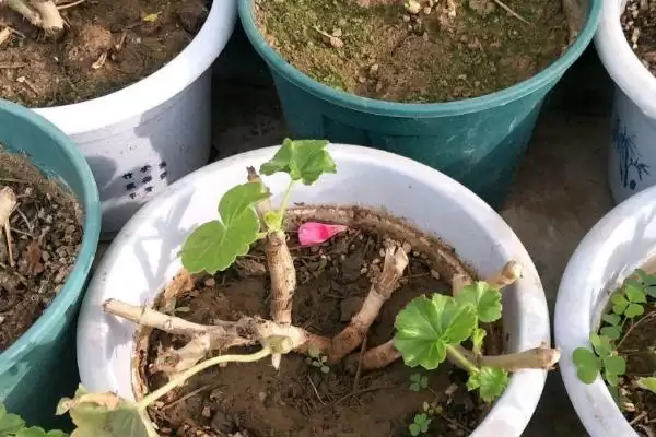 图片[4]-修剪天竺葵的方法和重点？修剪天竺葵要做好哪些细节？-会东网