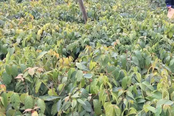 图片[2]-种植钩藤的效益和前景？种植钩藤需关注哪些经济发展要素？-会东网