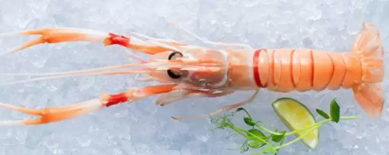 南极小龙虾的神秘世界:生活在150-650米深海域的奇妙生物-会东网