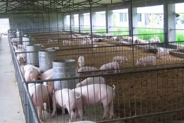 处理猪舍潮湿问题的方法和重点？养猪要做好哪些养殖环境优化细节？插图1