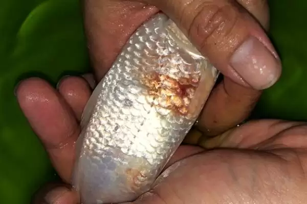图片[2]-锦鲤烂鳞烂肉的原因 ,锦鲤烂鳞烂肉由什么引起的-会东网