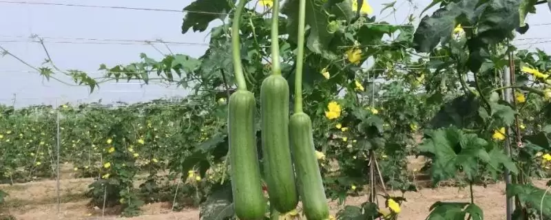 种植丝瓜的方法和重点？种丝瓜要做好哪些细节？-会东网