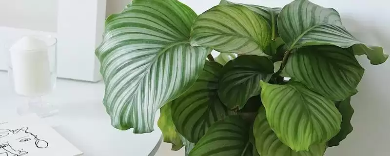 怎样养苹果竹芋长得快,最好将其置于半阴环境中-会东网