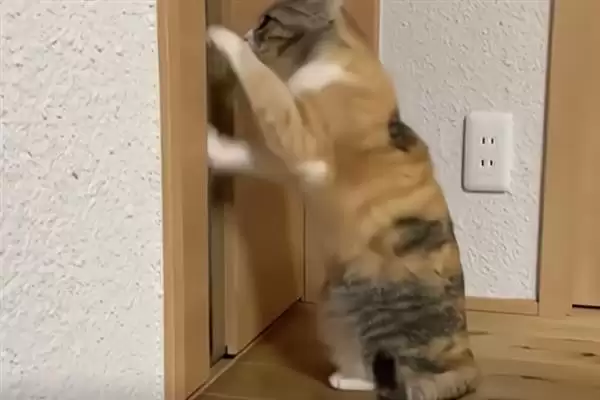 猫在几月份会开始发情呢 ,猫一般 6-12 月龄开始进入发情期插图3 猫在几月份会开始发情呢 ,猫一般 6-12 月龄开始进入发情期插图3