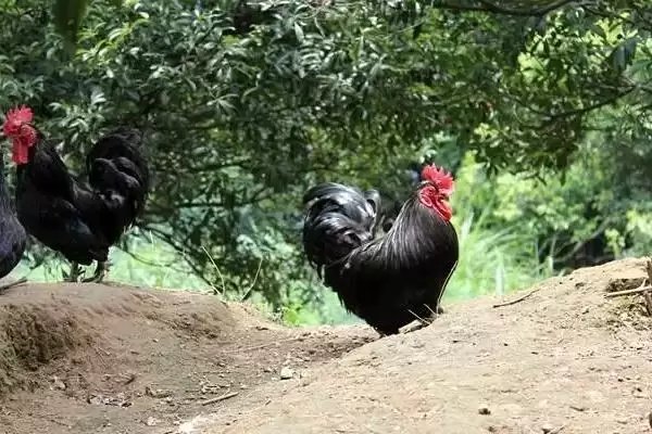 了解招财鸡价格的方法和重点?养鸡要做好哪些特色鸡价格关注?插图4 了解招财鸡价格的方法和重点?养鸡要做好哪些特色鸡价格关注?插图4