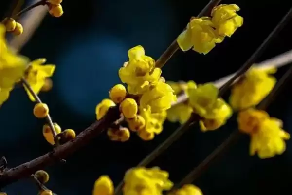 图片[3]-庭院花卉种植优选：太阳花、腊梅花打造美丽家园-会东网