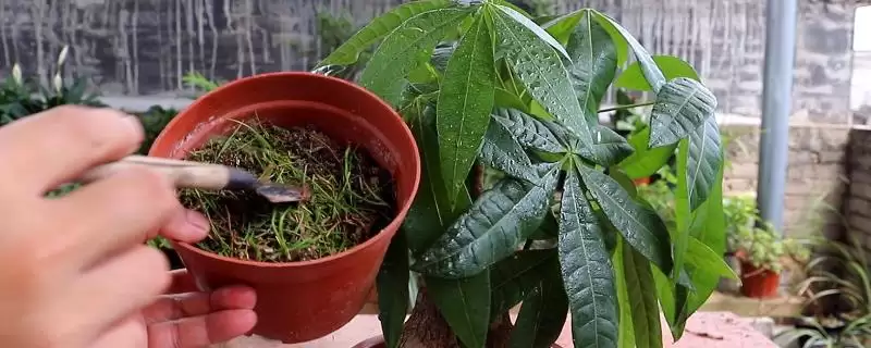 栽植发财树注意事项的方法和重点？栽植发财树注意事项要做好哪些细节？-会东网
