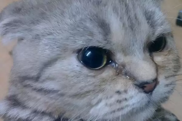 猫咪感冒了有哪些具体症状 ,猫咪感冒常频繁打喷嚏流清涕插图2 猫咪感冒了有哪些具体症状 ,猫咪感冒常频繁打喷嚏流清涕插图2