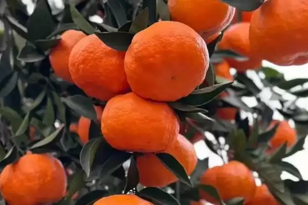 明日见和有何品种特性呢 ,明日见品种的甜度特别高是其特点插图6 明日见和有何品种特性呢 ,明日见品种的甜度特别高是其特点插图6