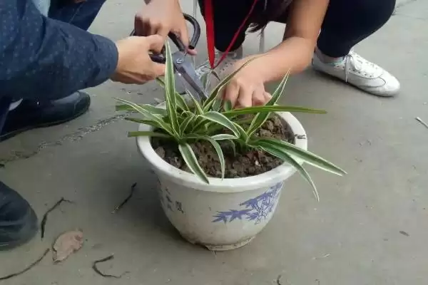 图片[6]-卫生间适合放什么小盆植物？选择卫生间摆放小盆植物要考虑哪些环境和养护要点？-会东网