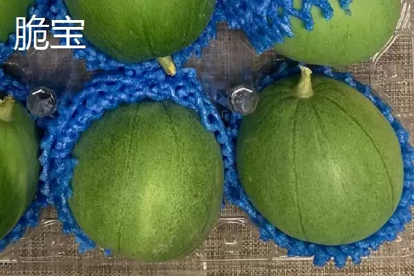 了解甜瓜品种的方法和重点？认识甜瓜品种要做好哪些细节？插图2